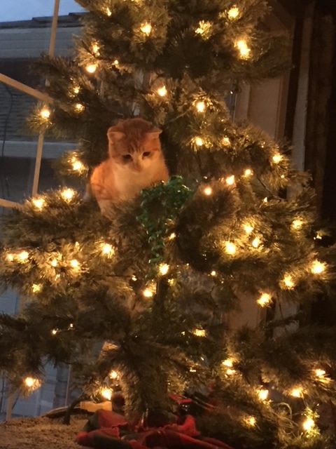 A cat perched in a lit Christmas tree.