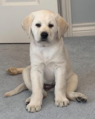 The inspiration for Kat's dog, Puppy